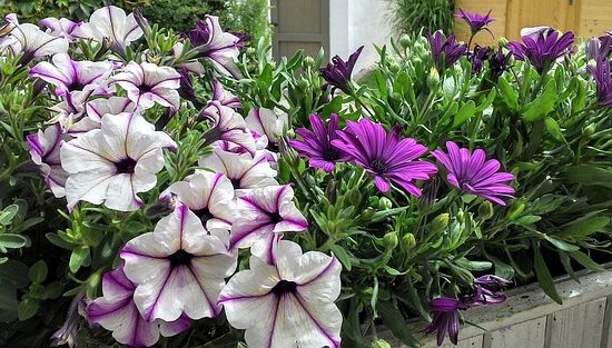 Hoe maak je een plantenbak van tuinhout?