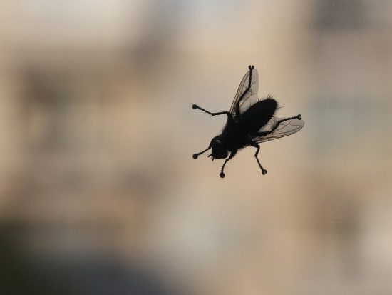 Hoe zorg je ervoor dat je insecten buitenshuis houdt?